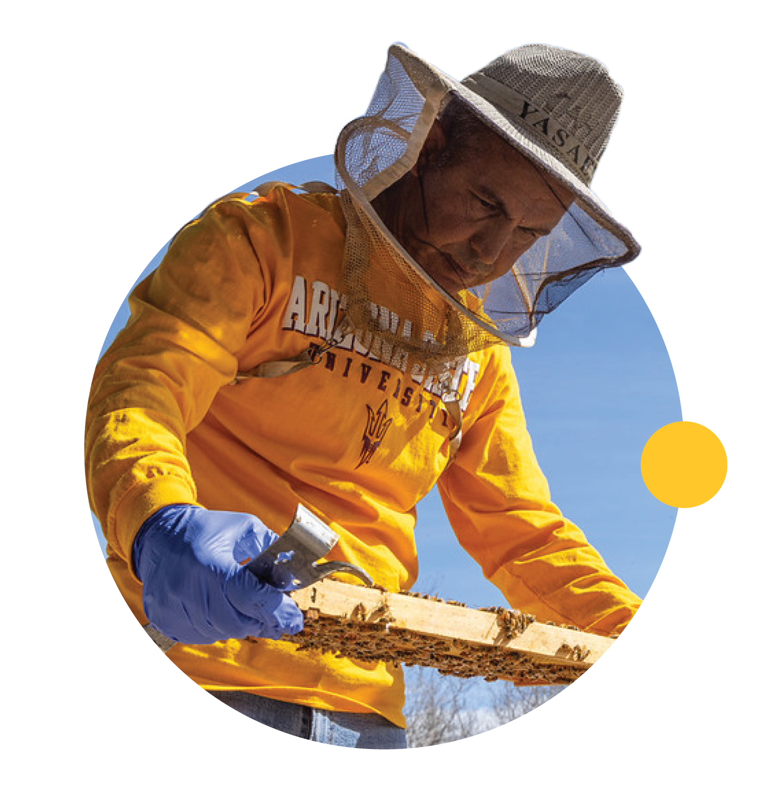 An ASU researcher checks on a honeybee hive.