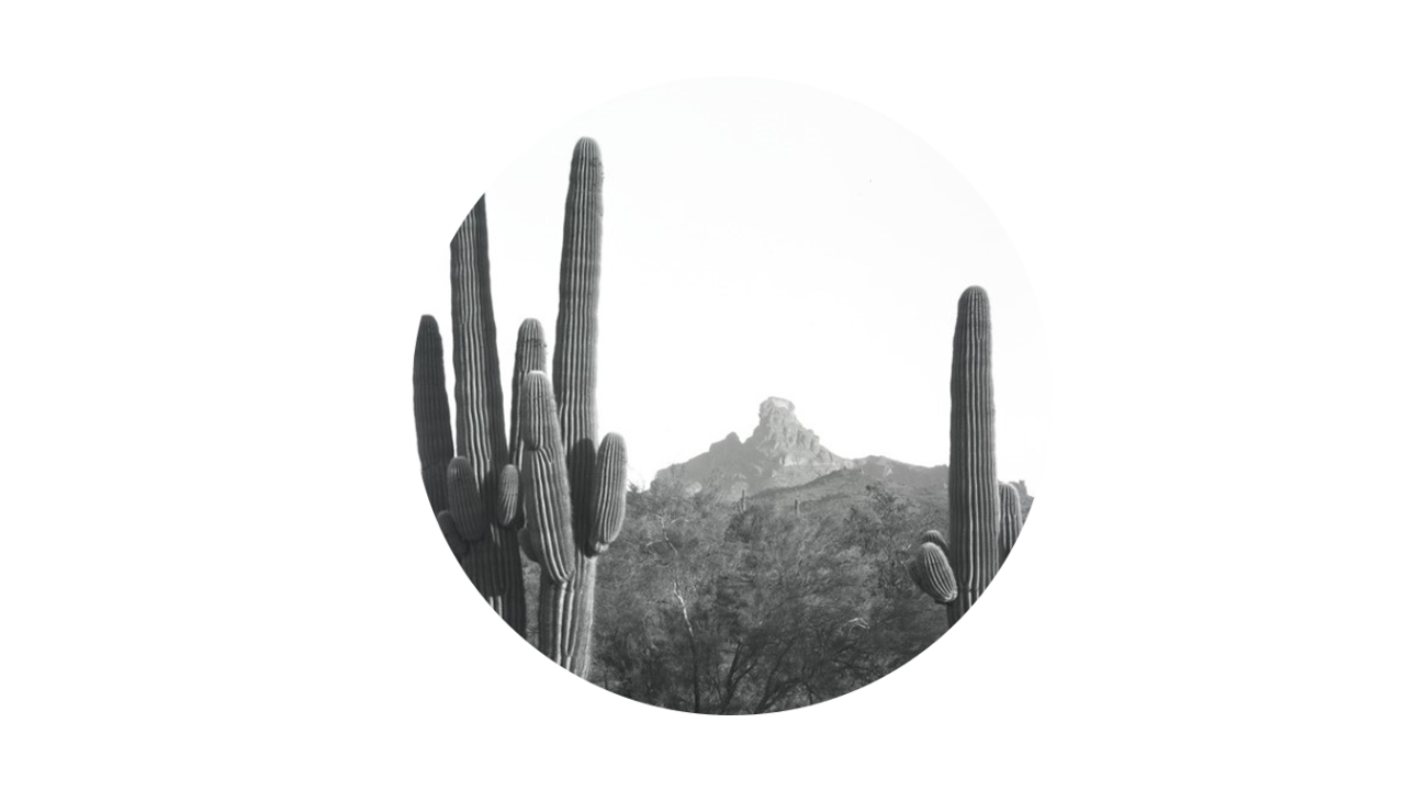 Black and white photo of saguaro cacti in the desert.