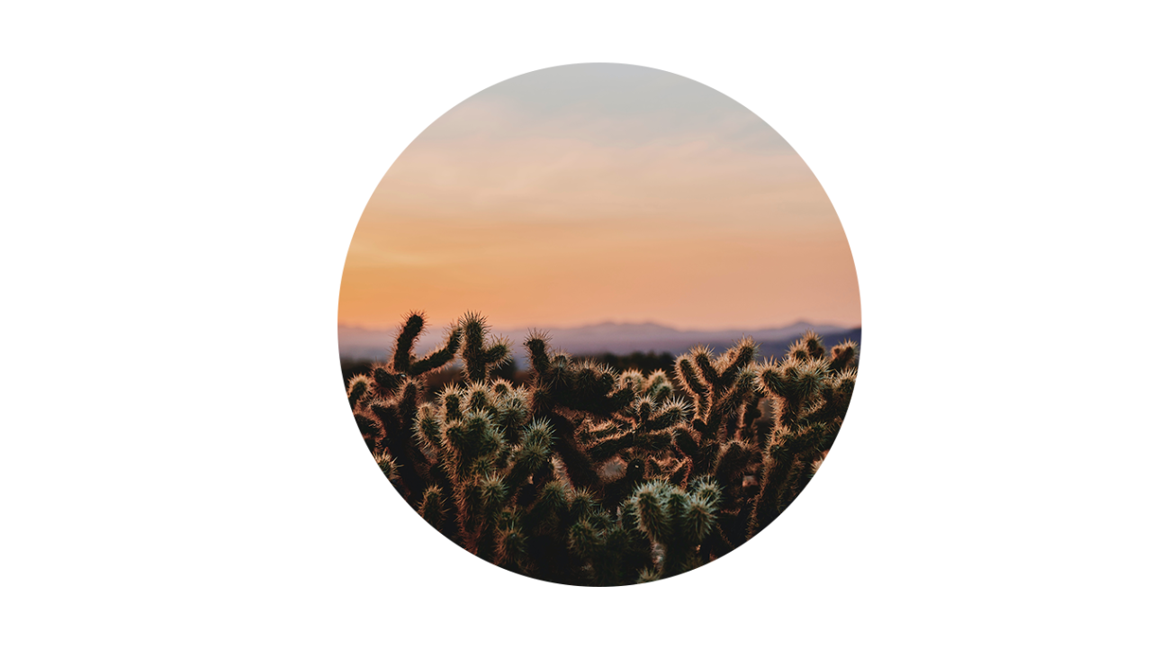 Jumping cholla with a sunset in the background.