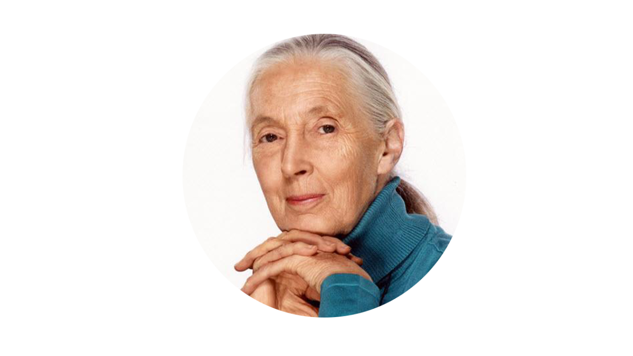 Portrait of Jane Goodall.