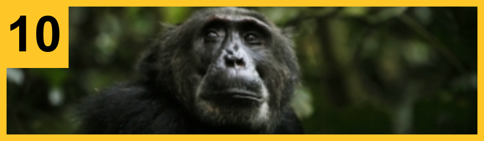 10: A chimpanzee looks up at the sky.